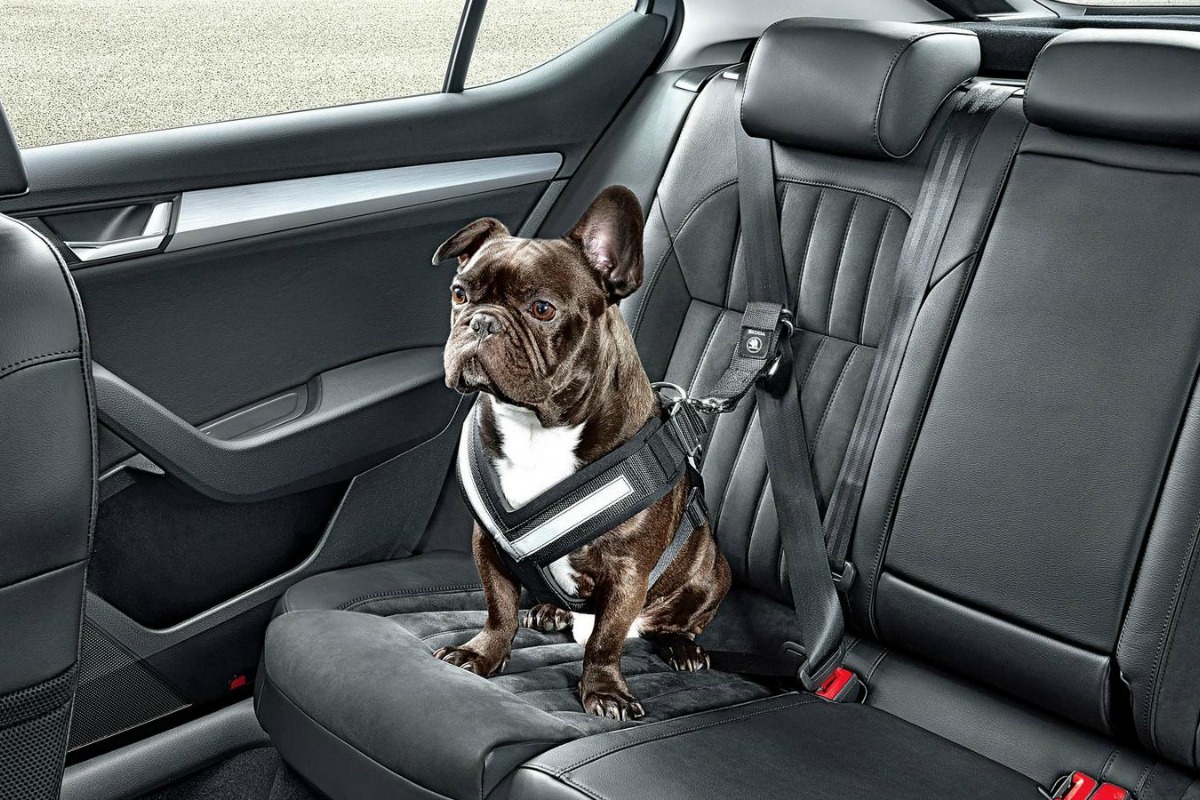 Viajar con mascota