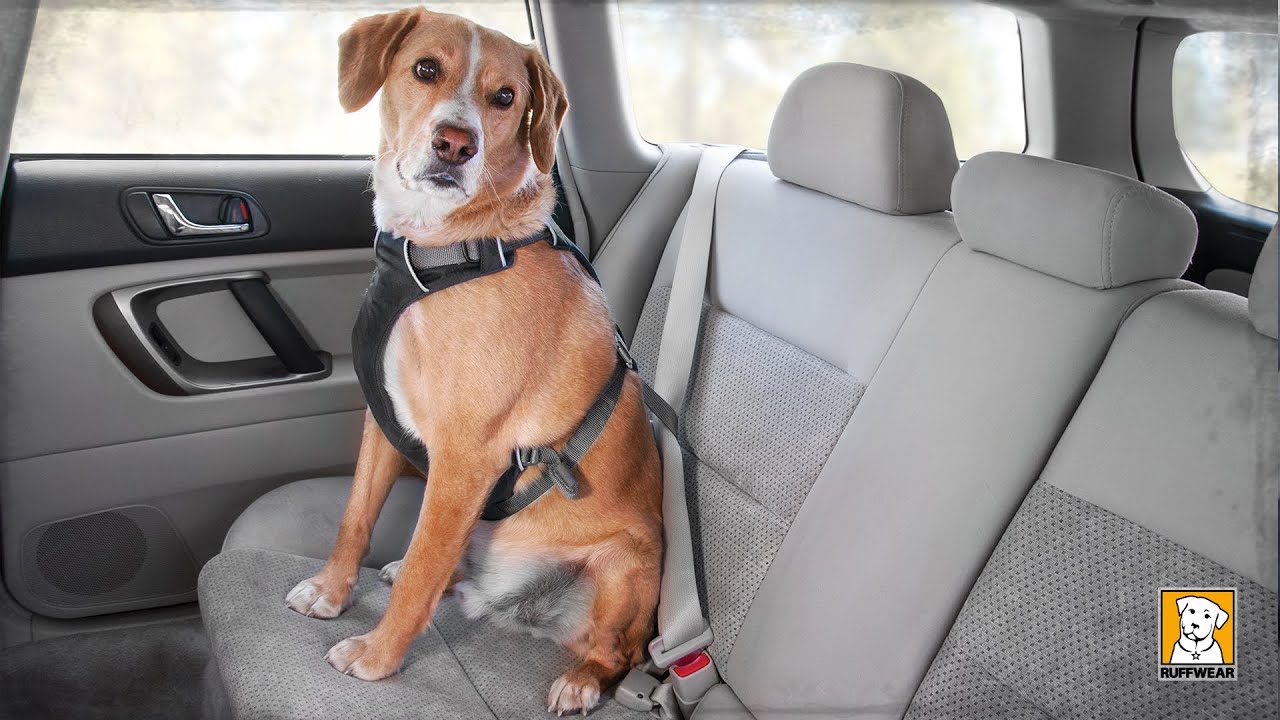 Llevar mascota en el coche